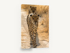 Cheetah Pair on the Track, walking cheetahs photograph, animal canvas wall art print ready to hang