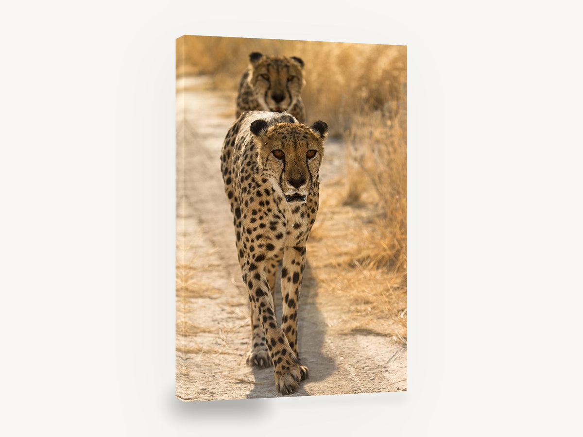 Cheetah Pair on the Track, walking cheetahs photograph, animal canvas wall art print ready to hang