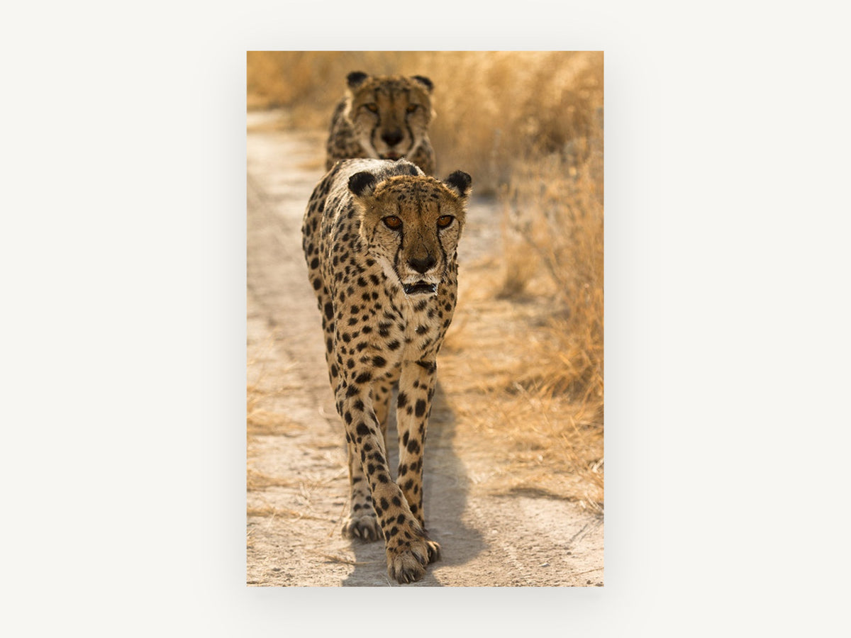 Cheetah Pair on the Track, walking cheetahs photograph, animal canvas wall art print, front view