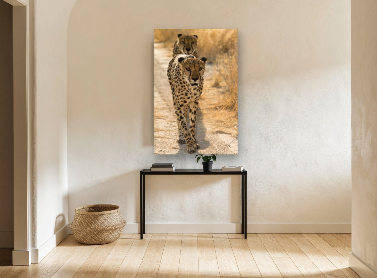 Cheetah Pair on the Track animal canvas print on the wall of a hallway