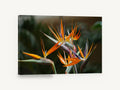 Orange Crane Blooms, bird of paradise flower photograph, floral canvas wall art print ready to hang