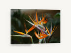 Orange Crane Blooms, bird of paradise flower photograph, floral canvas wall art print ready to hang