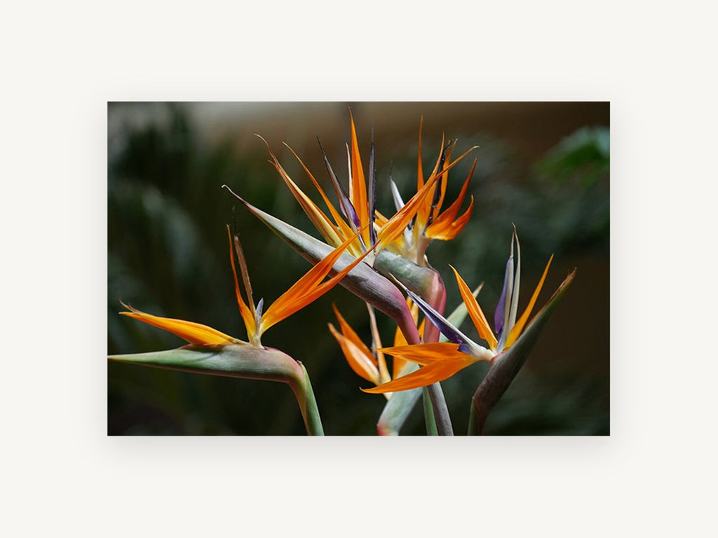 Orange Crane Blooms, floral canvas wall art print, front view