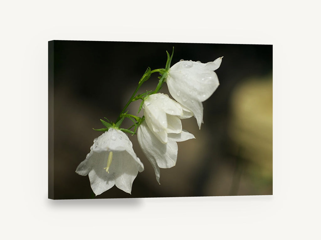 Dewy White Bellflowers, white campanula bellflower dew photograph, floral canvas wall art print ready to hang