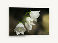 Dewy White Bellflowers, white campanula bellflower dew photograph, floral canvas wall art print ready to hang