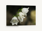Dewy White Bellflowers, white campanula bellflower dew photograph, floral canvas wall art print ready to hang