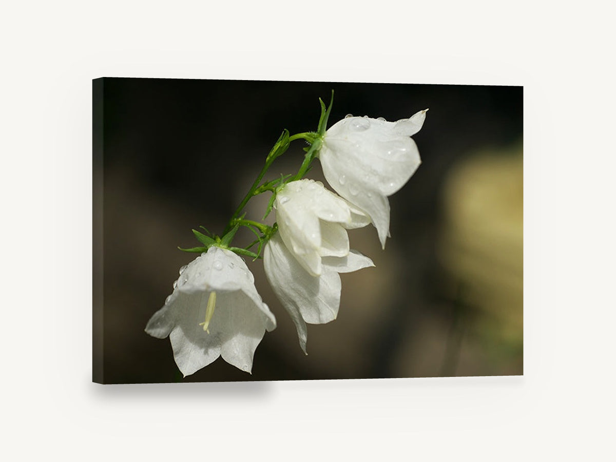 Dewy White Bellflowers, white campanula bellflower dew photograph, floral canvas wall art print ready to hang
