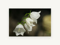 Dewy White Bellflowers, floral canvas wall art print, front view