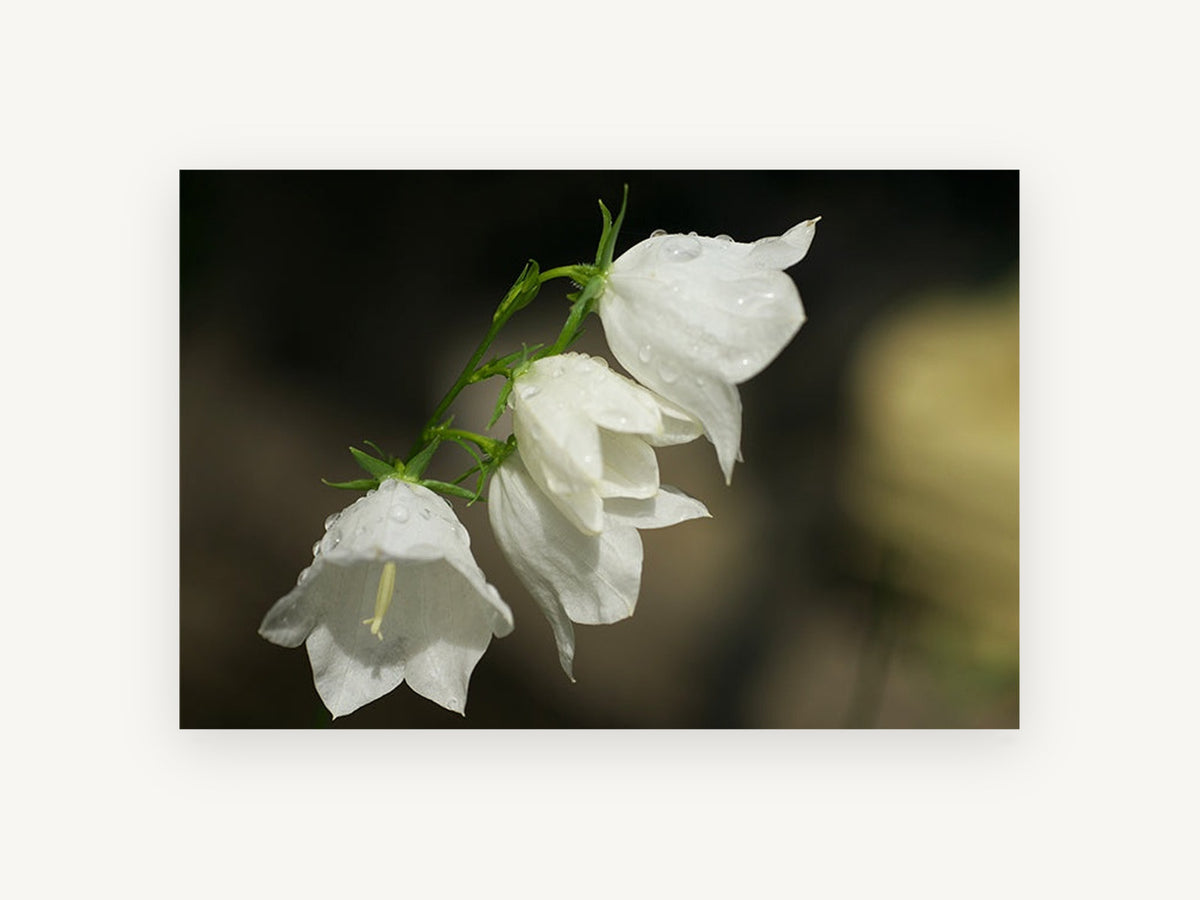 Dewy White Bellflowers, floral canvas wall art print, front view