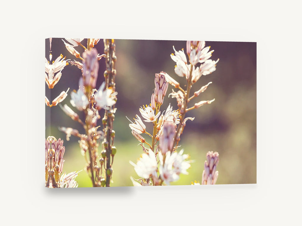 Backlit Asphodel Spires, white flower spikes soft focus photograph, floral canvas wall art print ready to hang