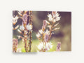Backlit Asphodel Spires, white flower spikes soft focus photograph, floral canvas wall art print ready to hang