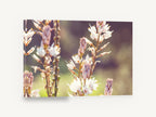Backlit Asphodel Spires, white flower spikes soft focus photograph, floral canvas wall art print ready to hang