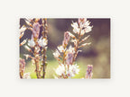 Backlit Asphodel Spires, floral canvas wall art print, front view