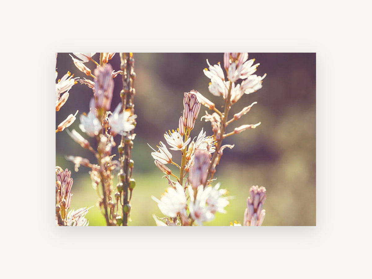 Backlit Asphodel Spires, floral canvas wall art print, front view