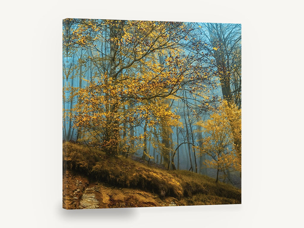 Golden Beech Blue Mist, autumn beech forest mist photograph, landscape canvas wall art print ready to hang