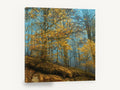Golden Beech Blue Mist, autumn beech forest mist photograph, landscape canvas wall art print ready to hang