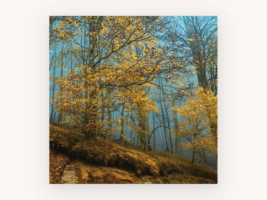 Golden Beech Blue Mist, autumn beech forest mist photograph, landscape canvas wall art print, front view