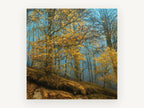 Golden Beech Blue Mist, autumn beech forest mist photograph, landscape canvas wall art print, front view