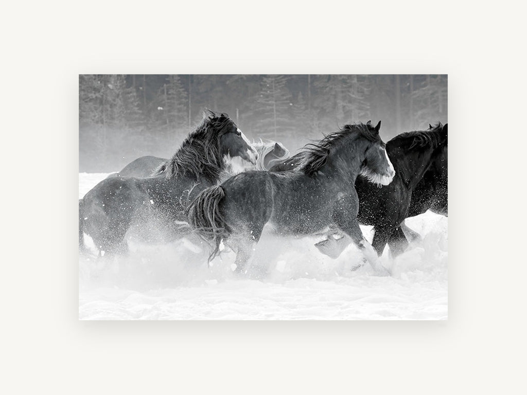 Galloping Through Snow, black and white horses in snow, landscape canvas wall art print, front view