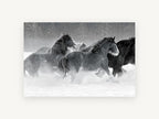 Galloping Through Snow, black and white horses in snow, landscape canvas wall art print, front view