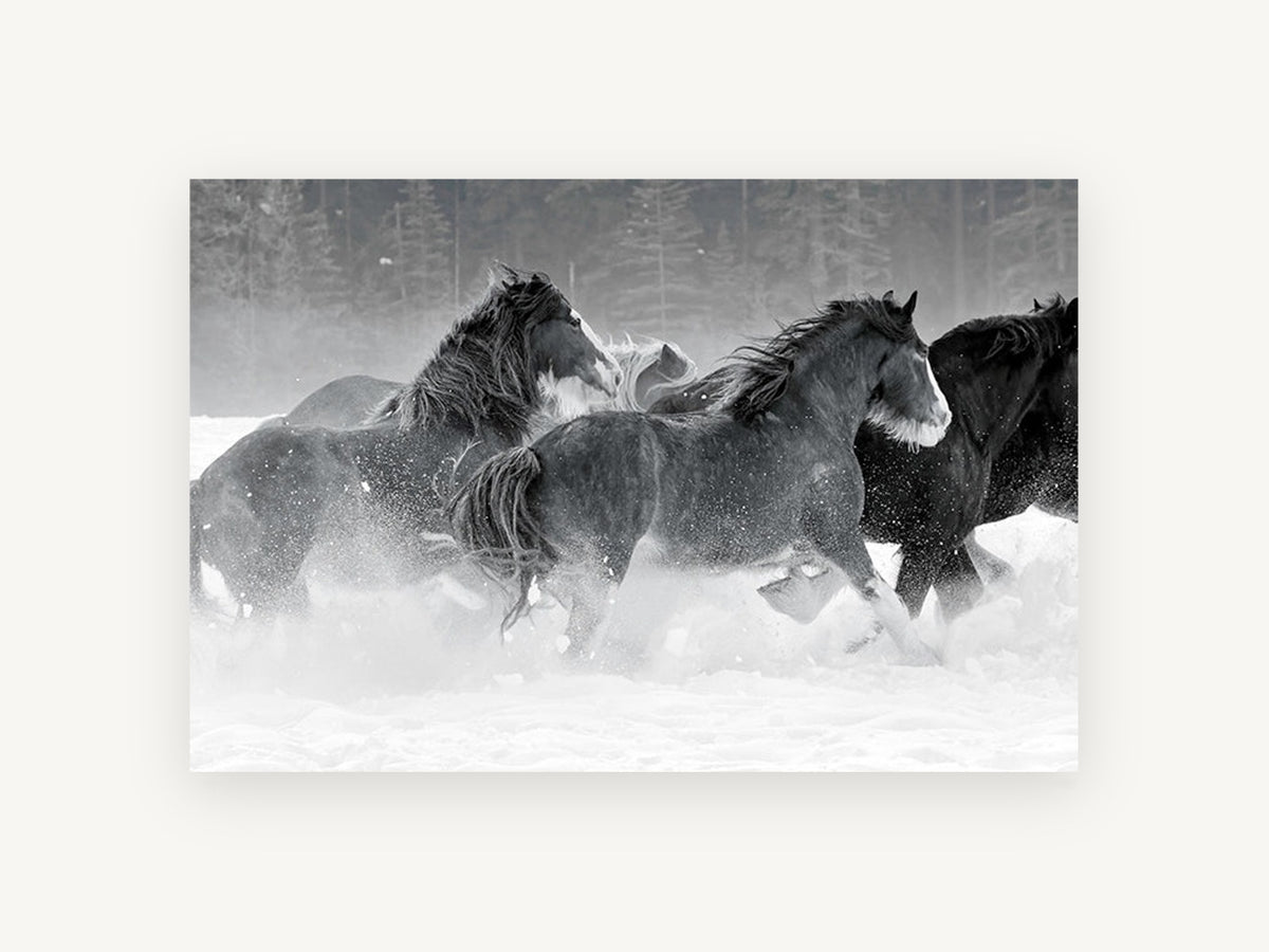 Galloping Through Snow, black and white horses in snow, landscape canvas wall art print, front view