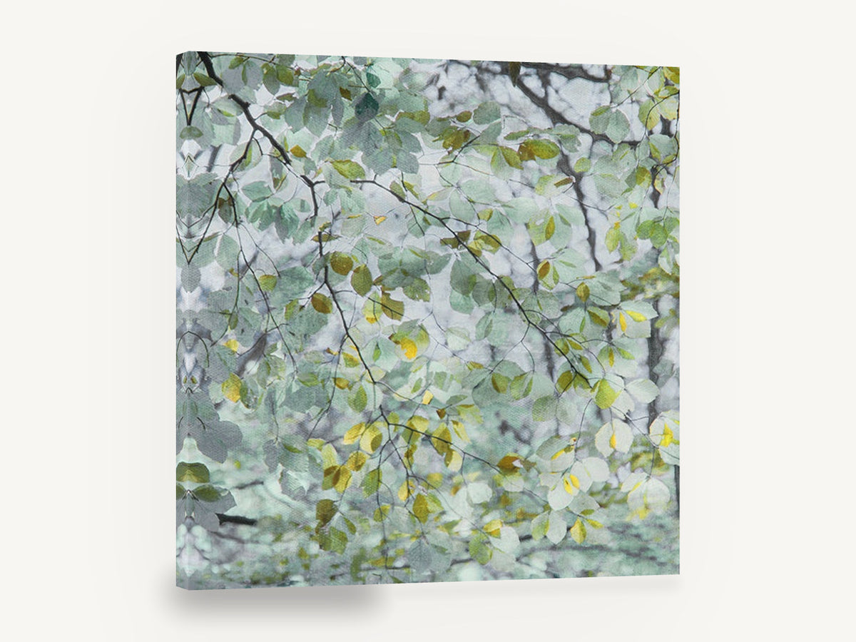 Beech Leaf Canopy, soft green leaves canopy photograph, landscape canvas wall art print ready to hang
