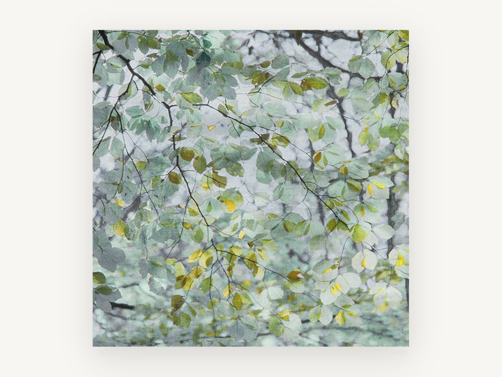 Beech Leaf Canopy, soft green leaves canopy photograph, landscape canvas wall art print, front view