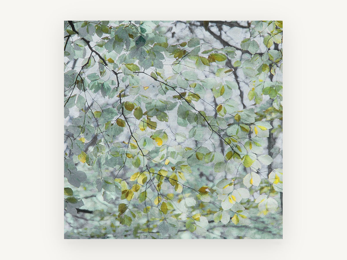 Beech Leaf Canopy, soft green leaves canopy photograph, landscape canvas wall art print, front view