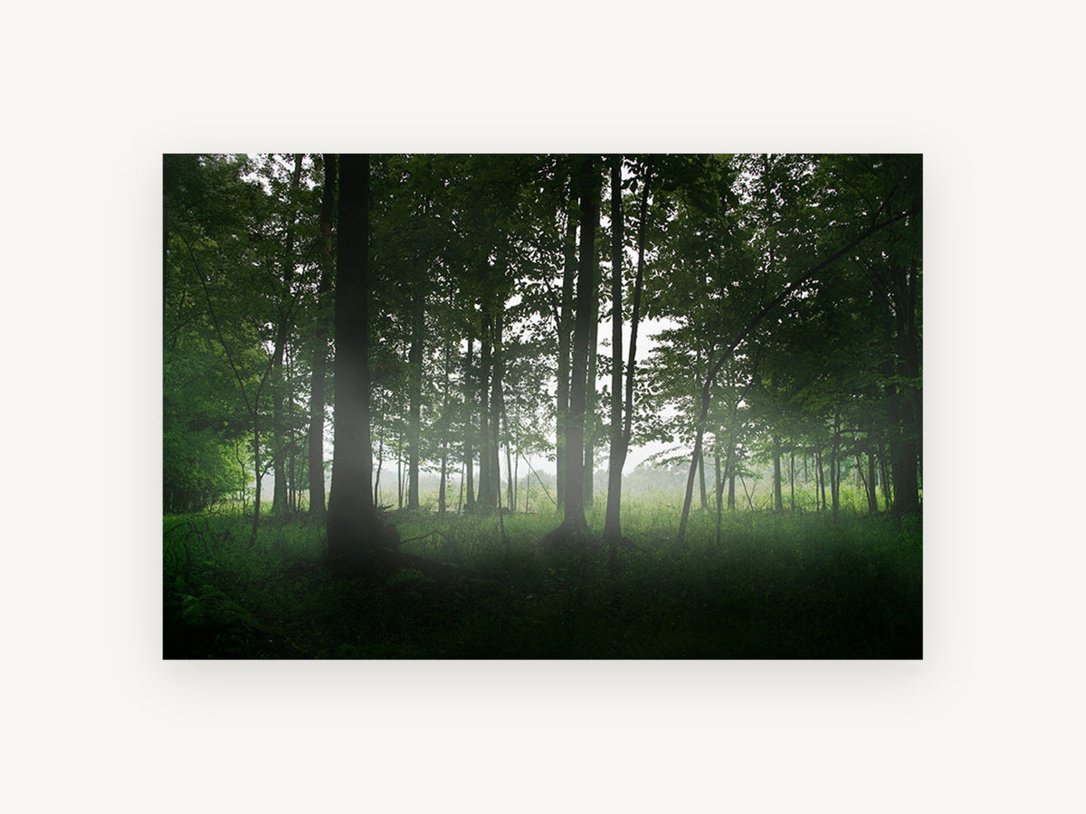 Green Woodland Haze, misty green forest clearing photograph, landscape canvas wall art print, front view