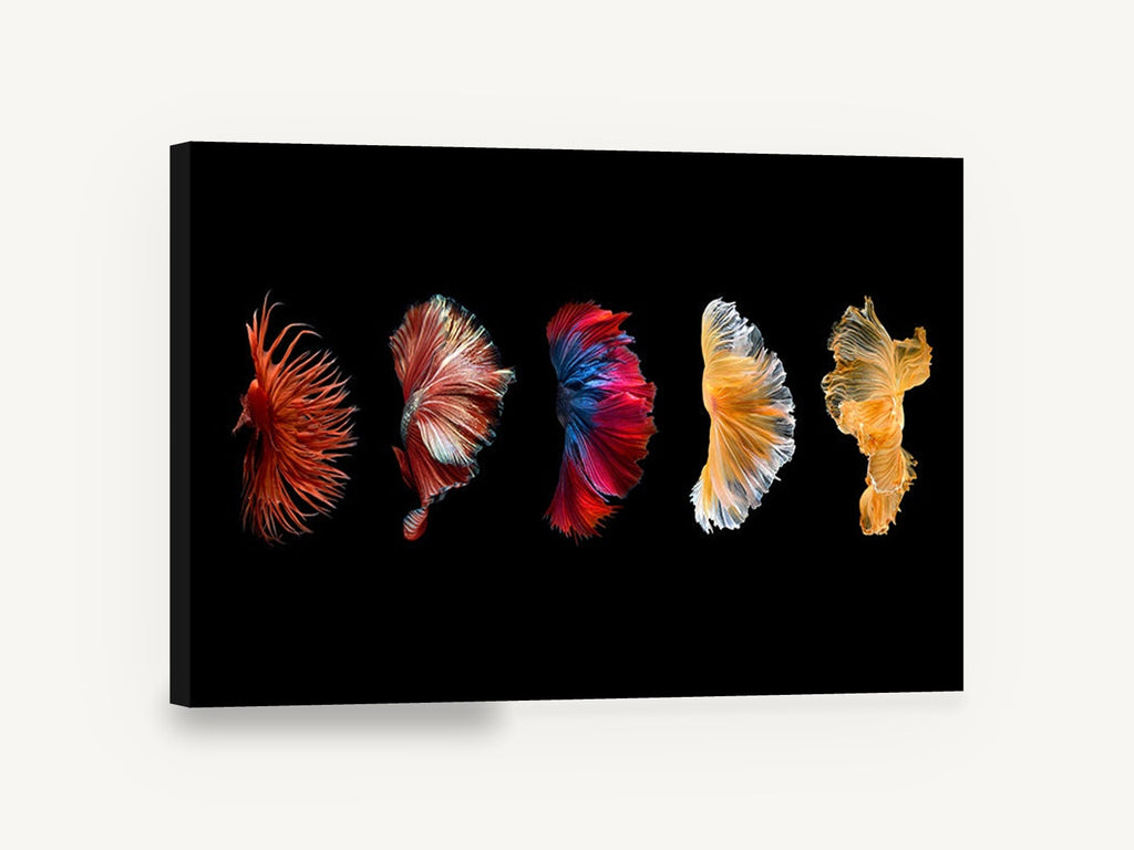 Five Fins in Motion, betta fish fins photograph, animal canvas wall art print ready to hang