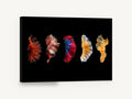 Five Fins in Motion, betta fish fins photograph, animal canvas wall art print ready to hang