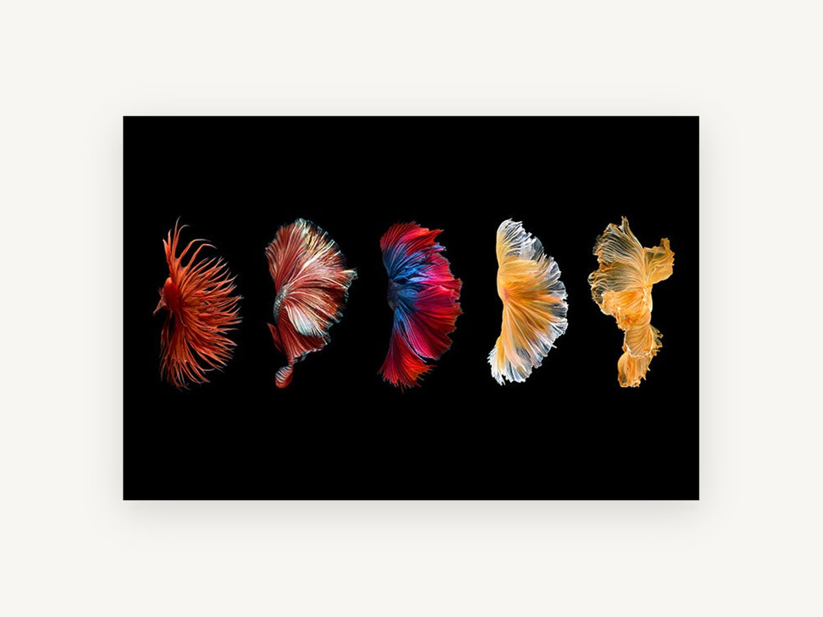 Five Fins in Motion, betta fish fins photograph, animal canvas wall art print, front view
