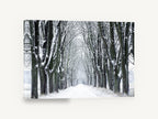 Snowy Avenue Hush, snow covered tree avenue photograph, landscape canvas wall art print ready to hang
