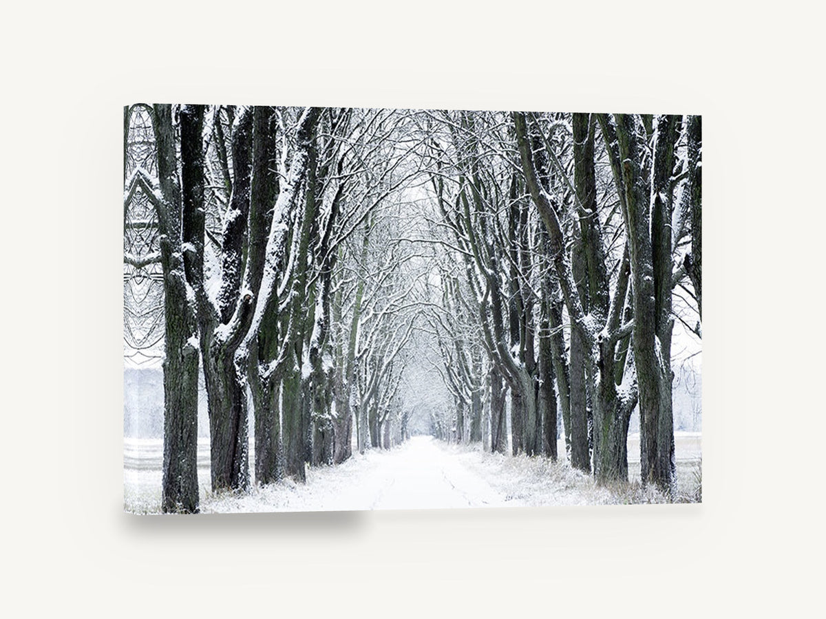 Snowy Avenue Hush, snow covered tree avenue photograph, landscape canvas wall art print ready to hang
