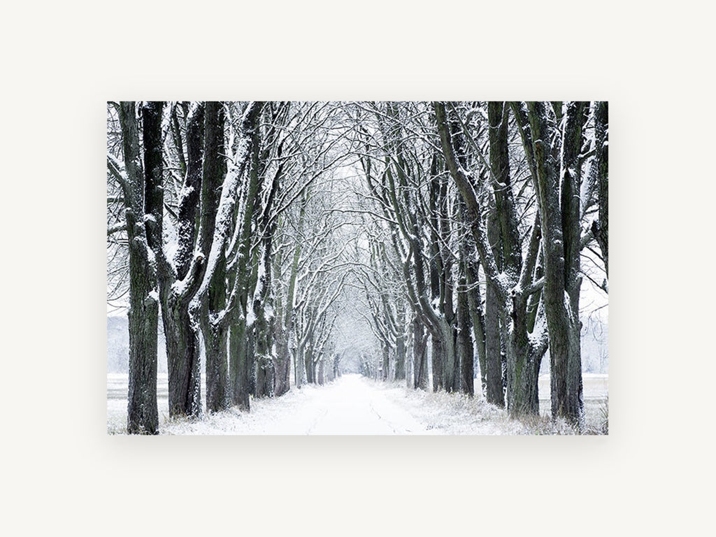 Snowy Avenue Hush, snow covered tree avenue photograph, landscape canvas wall art print, front view