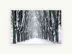 Snowy Avenue Hush, snow covered tree avenue photograph, landscape canvas wall art print, front view