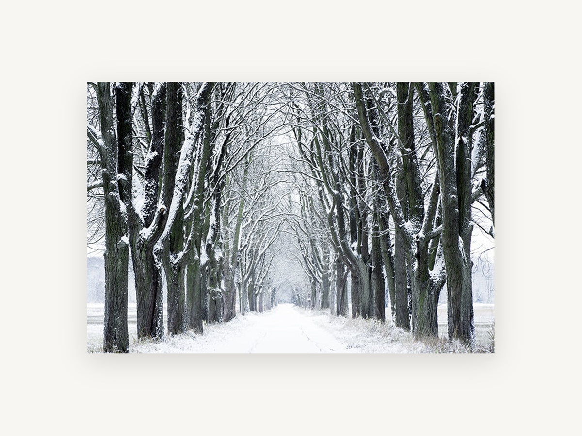 Snowy Avenue Hush, snow covered tree avenue photograph, landscape canvas wall art print, front view
