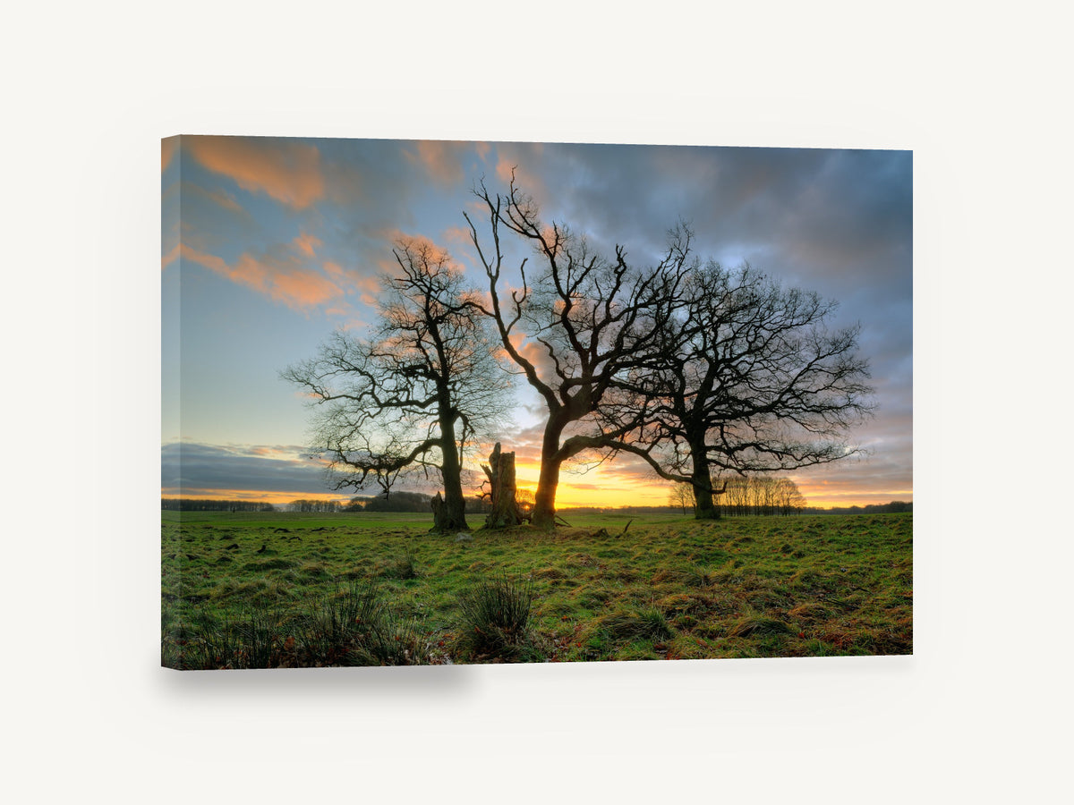 Three Oaks at Dusk, bare oak trees sunset photograph, landscape canvas wall art print ready to hang