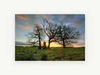 Three Oaks at Dusk, bare oak trees sunset photograph, landscape canvas wall art print, front view