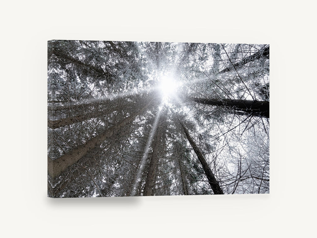 Frosted Canopy Burst, frosty forest canopy looking up photograph, landscape canvas wall art print ready to hang