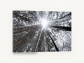 Frosted Canopy Burst, frosty forest canopy looking up photograph, landscape canvas wall art print ready to hang