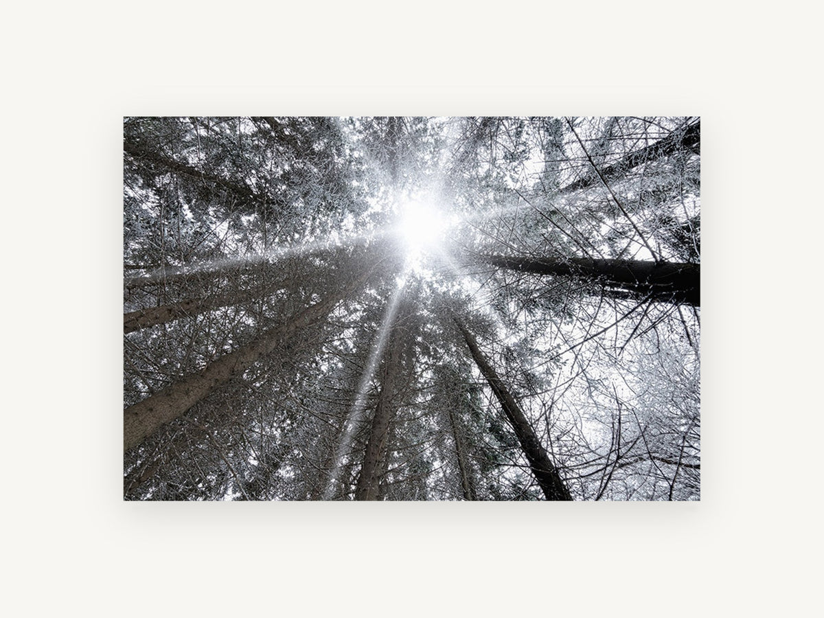 Frosted Canopy Burst, frosty forest canopy looking up photograph, landscape canvas wall art print, front view