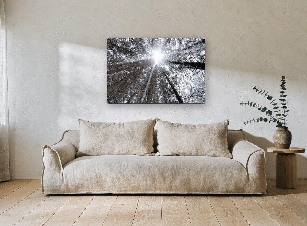 Frosted Canopy Burst landscape canvas print on the wall of a living room