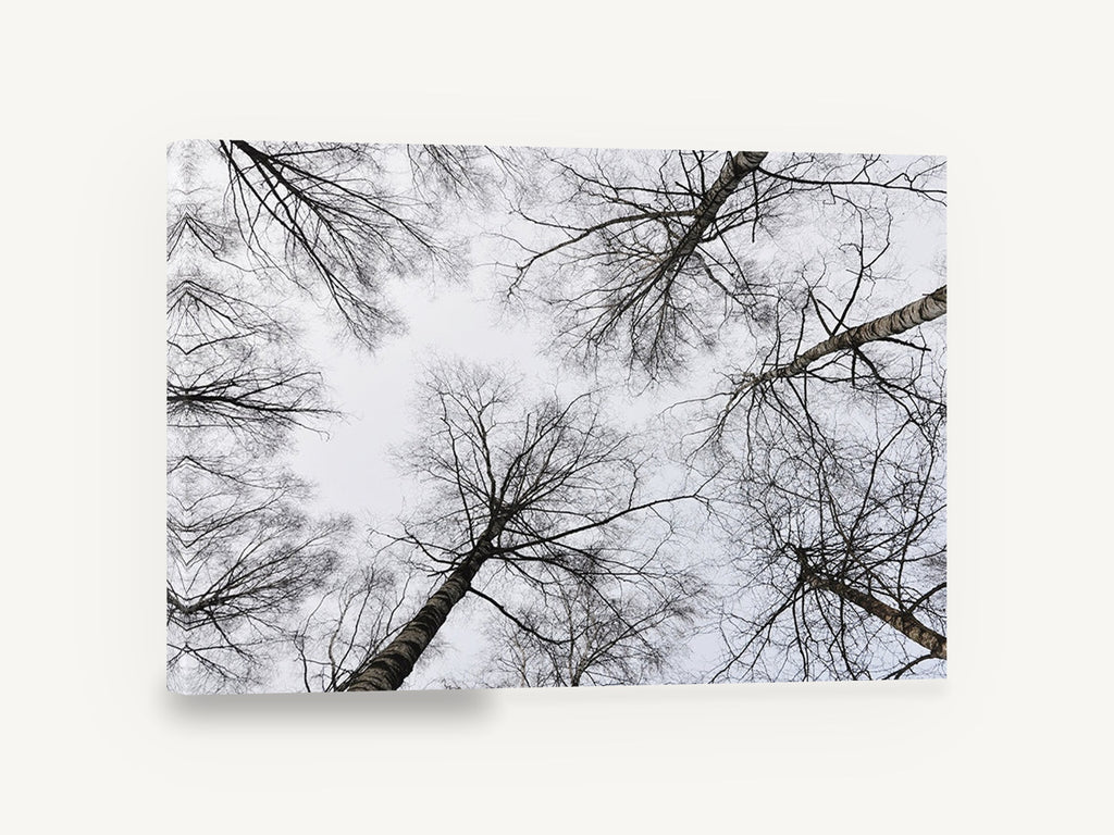 Bare Birch Canopy, bare birch trees looking up photograph, landscape canvas wall art print ready to hang