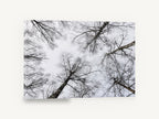 Bare Birch Canopy, bare birch trees looking up photograph, landscape canvas wall art print ready to hang