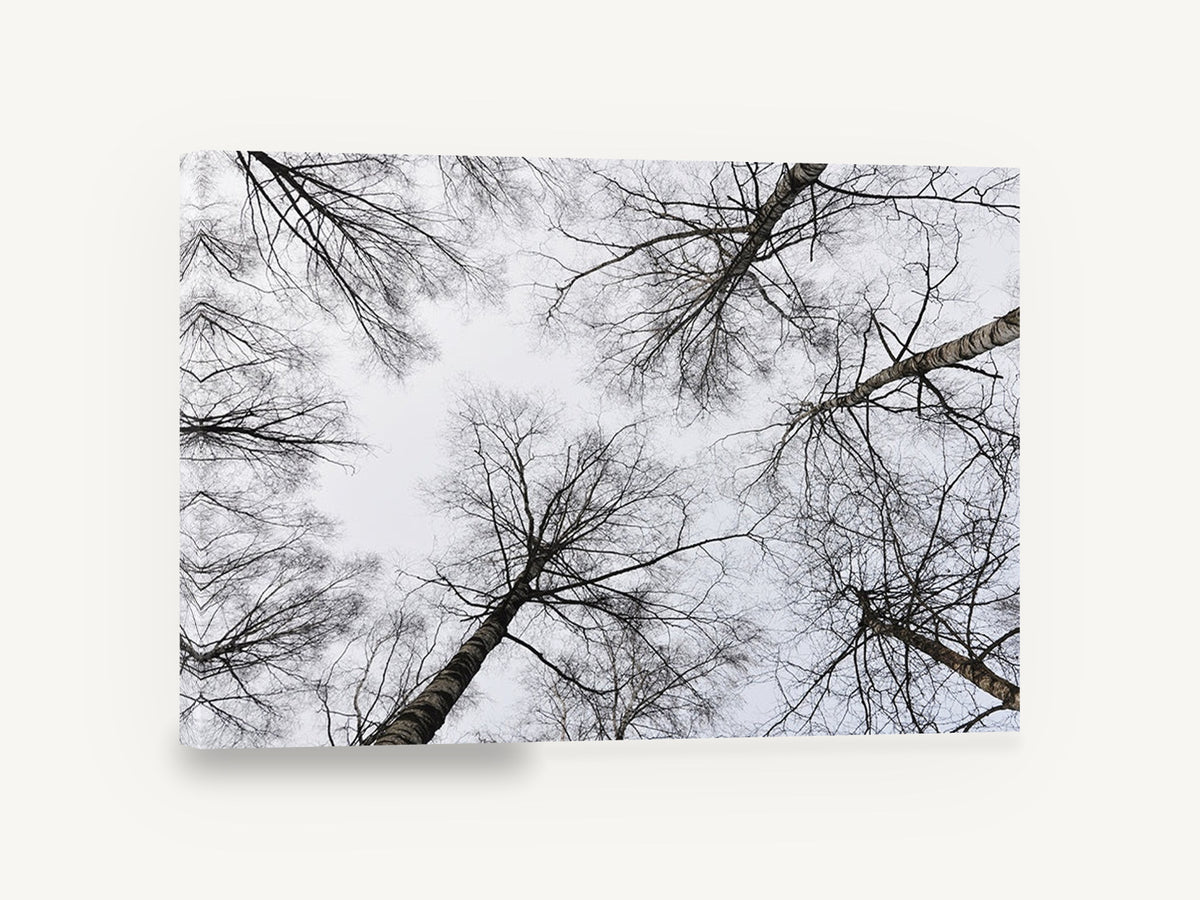 Bare Birch Canopy, bare birch trees looking up photograph, landscape canvas wall art print ready to hang