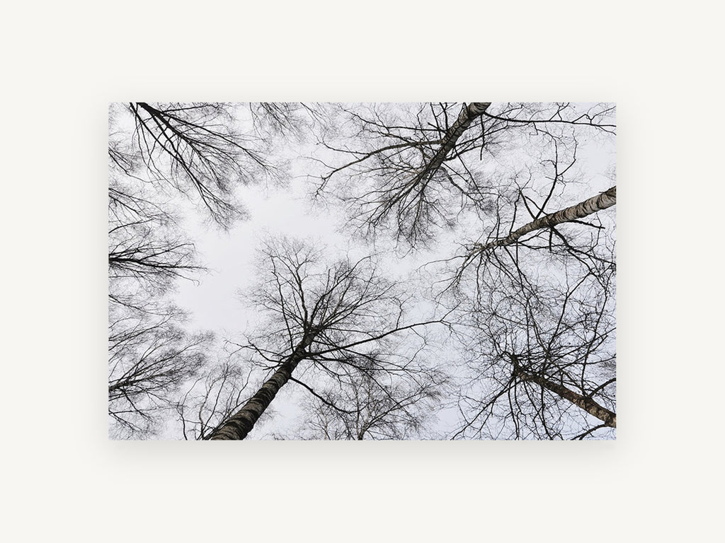 Bare Birch Canopy, bare birch trees looking up photograph, landscape canvas wall art print, front view