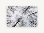 Bare Birch Canopy, bare birch trees looking up photograph, landscape canvas wall art print, front view