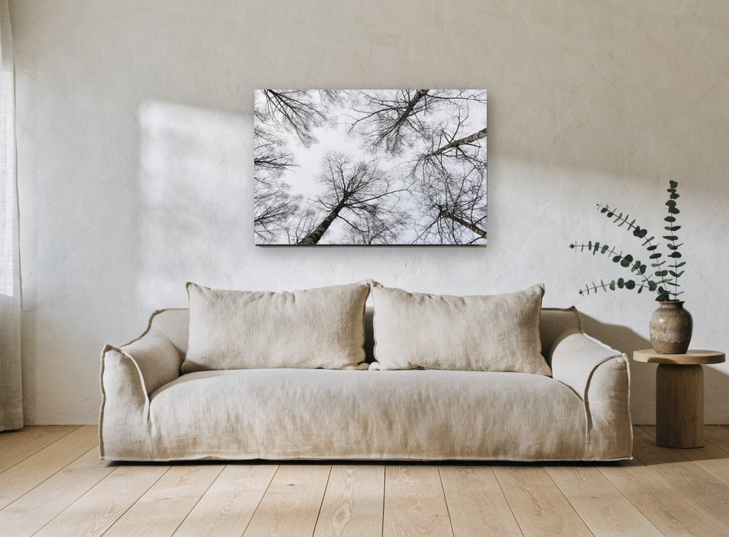 Bare Birch Canopy landscape canvas print on the wall of a living room
