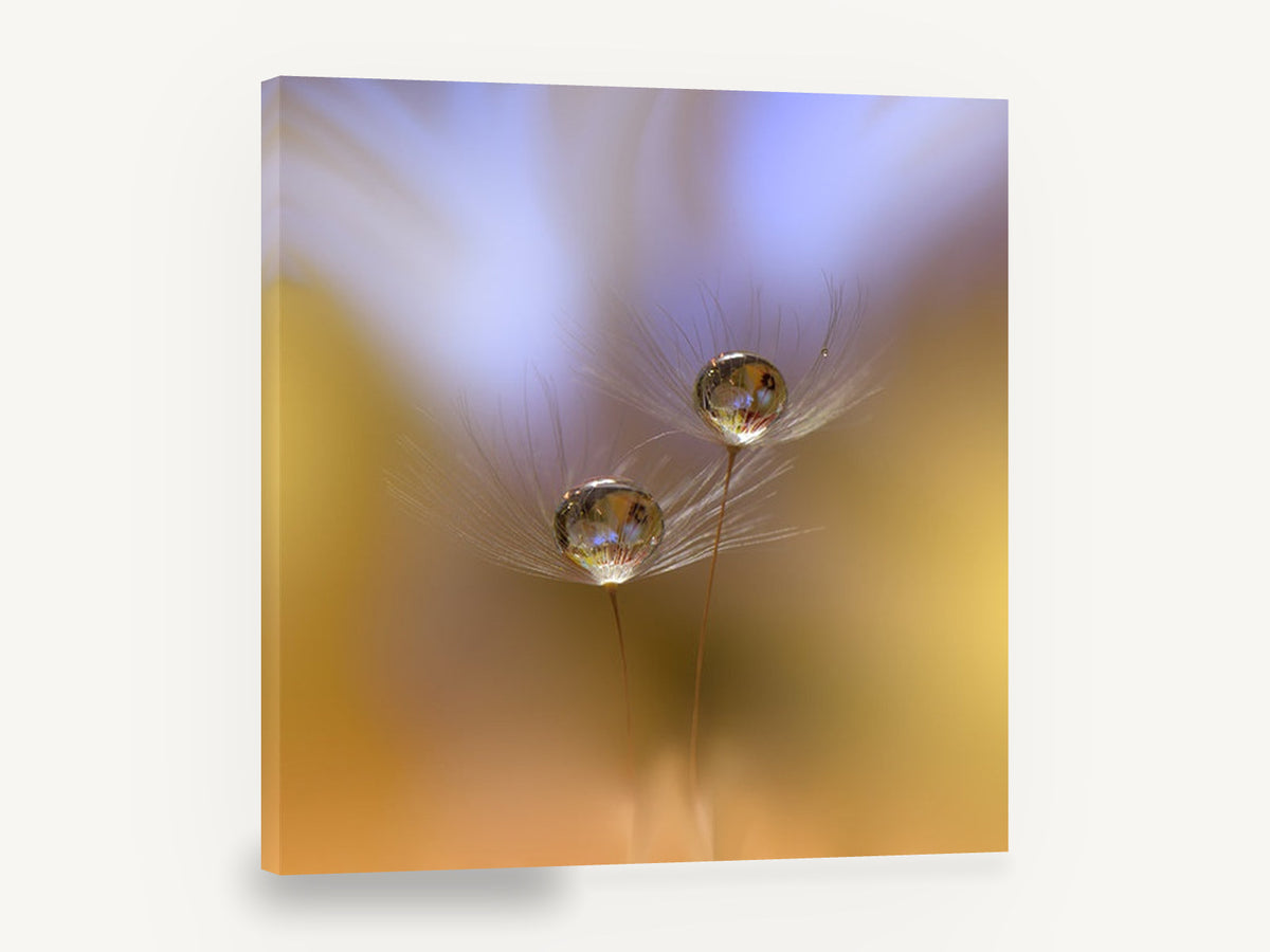 Dewdrop Seed Pair, dewdrops on dandelion seeds macro photograph, floral canvas wall art print ready to hang